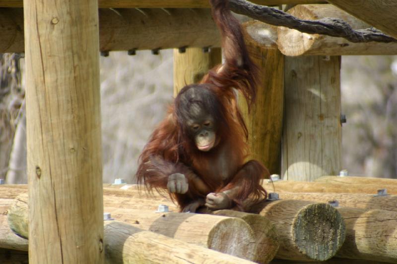 2007-03-11 13:34:22 ** Utah, Zoo ** Orang-Utan.