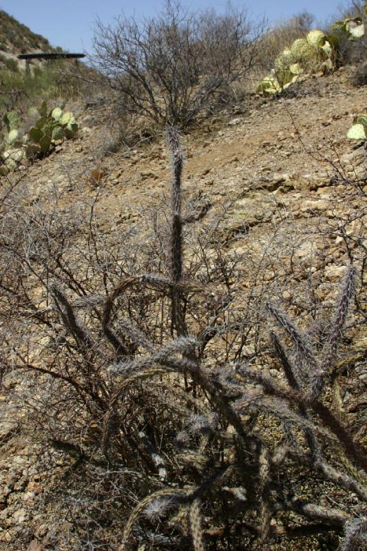 2006-06-17 11:16:22 ** Kaktus, Tucson ** Kaktus im 'Tucson Mountain Park'.