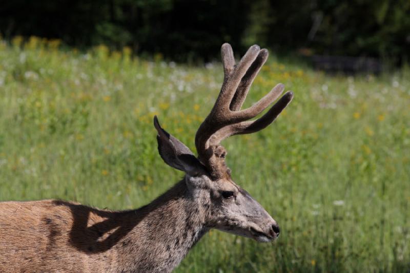 2009-08-05 09:01:29 ** Deer, Yellowstone National Park ** 