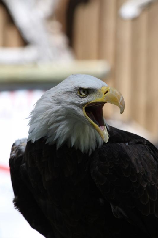 2011-07-15 15:24:14 ** Utah, Weißkopfseeadler, Zoo ** 