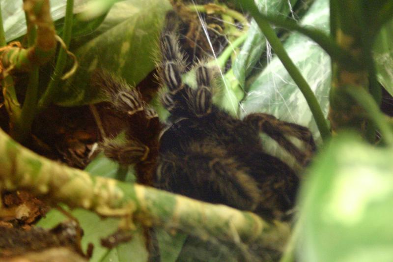 2005-08-25 15:27:46 ** Berlin, Germany, Zoo ** Tarantula.