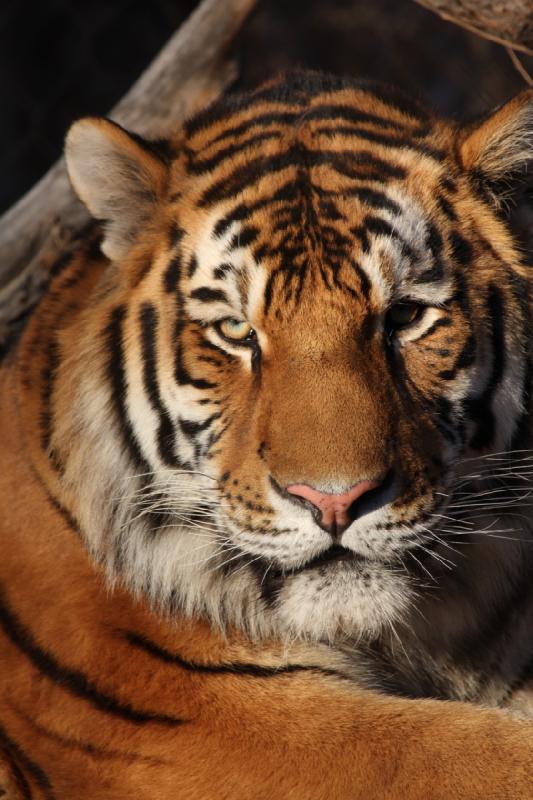 2011-01-23 16:35:14 ** Tiger, Utah, Zoo ** 