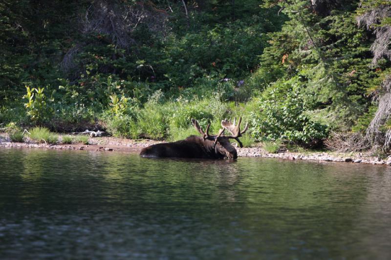 2008-08-18 17:31:51 ** Glacier Nationalpark ** 