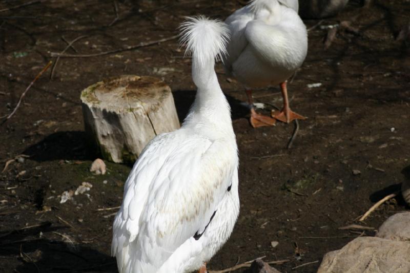 2007-03-11 15:22:32 ** Utah, Zoo ** Pelikan.