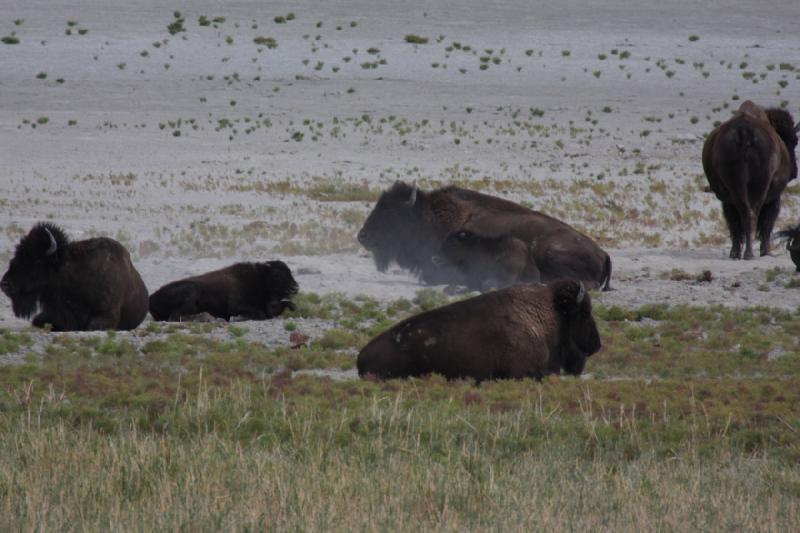 2013-08-24 13:50:59 ** Antelope Island, Bison, Utah ** 