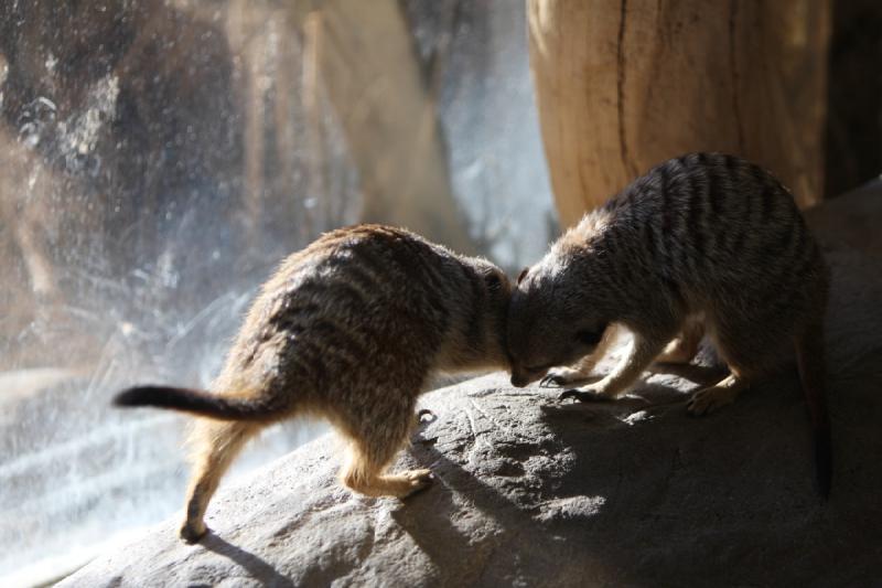 2011-01-23 16:09:59 ** Utah, Zoo ** 