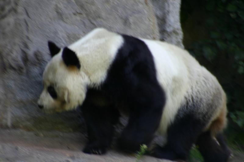 2005-08-24 17:19:52 ** Berlin, Germany, Zoo ** Panda bear.