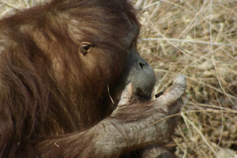 2007-03-11 13:37:44 ** Utah, Zoo ** Orang-Utan.