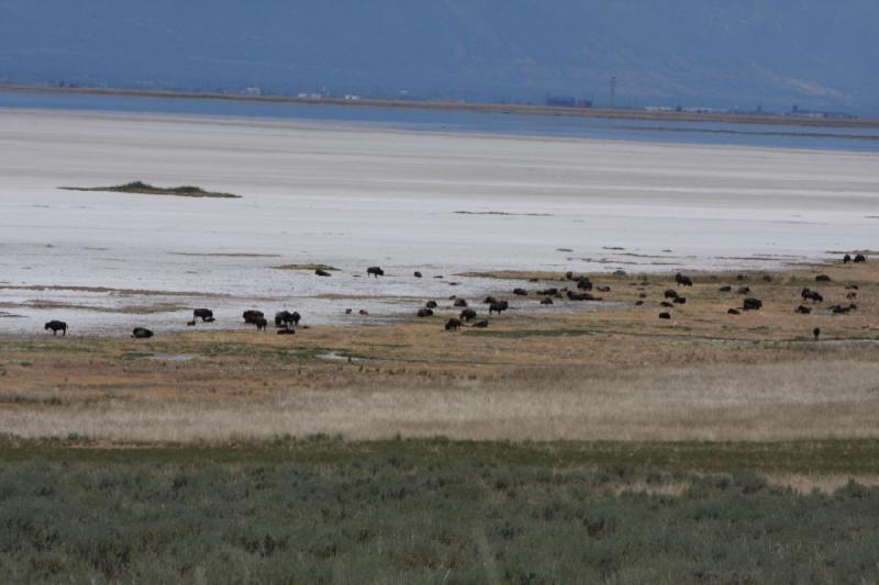 2012-06-11 13:11:07 ** Antelope Island, Bison, Utah ** Auf dem Weg in Richtung Fielding Garr Ranch haben wir die Herde von Bisons gefunden.