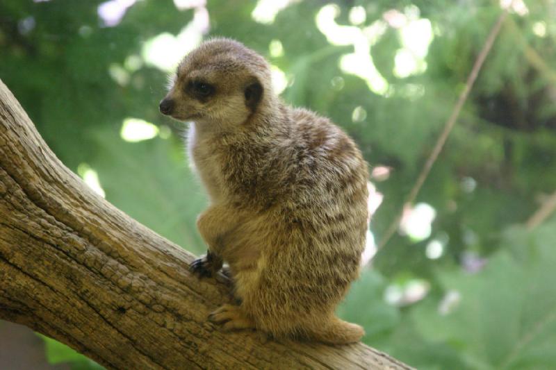 2007-06-18 12:33:48 ** Utah, Zoo ** Erdmännchen.