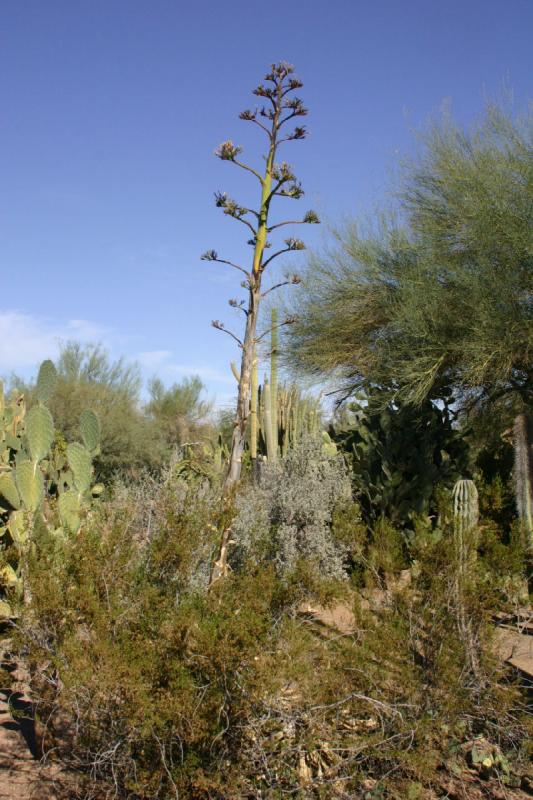 2007-10-27 14:24:32 ** Botanischer Garten, Kaktus, Phoenix ** Agave mit Blüten.