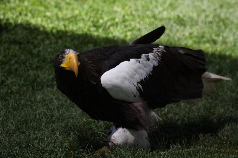 2011-07-15 15:02:10 ** Riesenseeadler, Utah, Zoo ** 