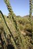 Ocotillo.