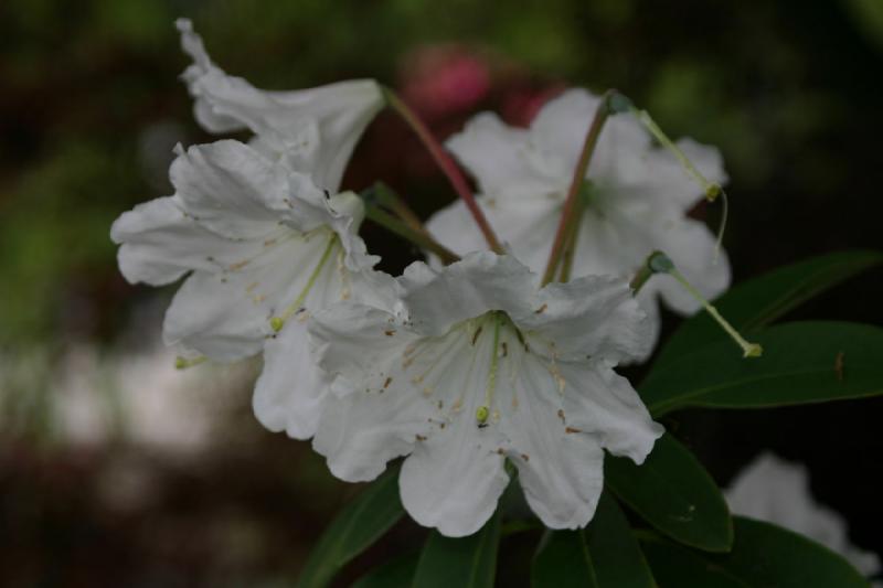 2005-05-05 11:52:13 ** Botanical Garden, Oregon, Portland ** White Rhododendron.