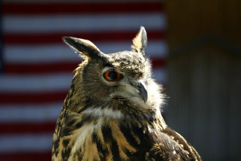 2007-06-18 11:35:02 ** Utah, Zoo ** Uhu.