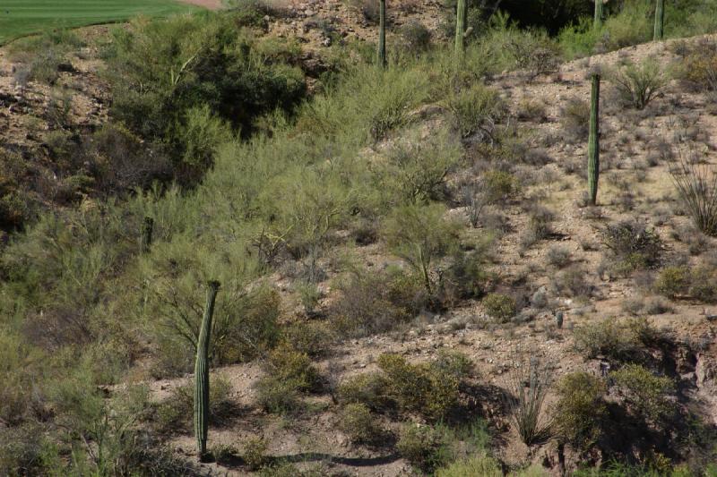 2006-06-16 15:37:54 ** Tucson ** Nach etwa 80 Jahren bekommen die 'Saguaro' Kakteen ihre ersten Arme. Diese sind wohl erst um die 60 Jahre alt.