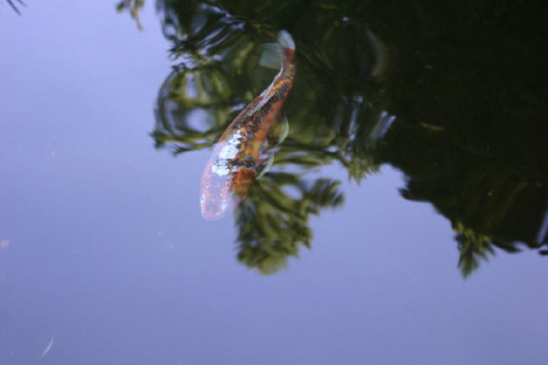 2007-09-02 15:13:48 ** Portland ** Koi.