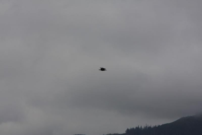 2012-06-19 16:46:19 ** Alaska, Ketchikan, Kreuzfahrt, Weißkopfseeadler ** 