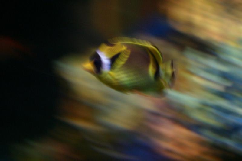 2007-12-15 13:23:40 ** Aquarium, Utah, Zoo ** This fish was swimming so fast that I couldn't follow with my camera.