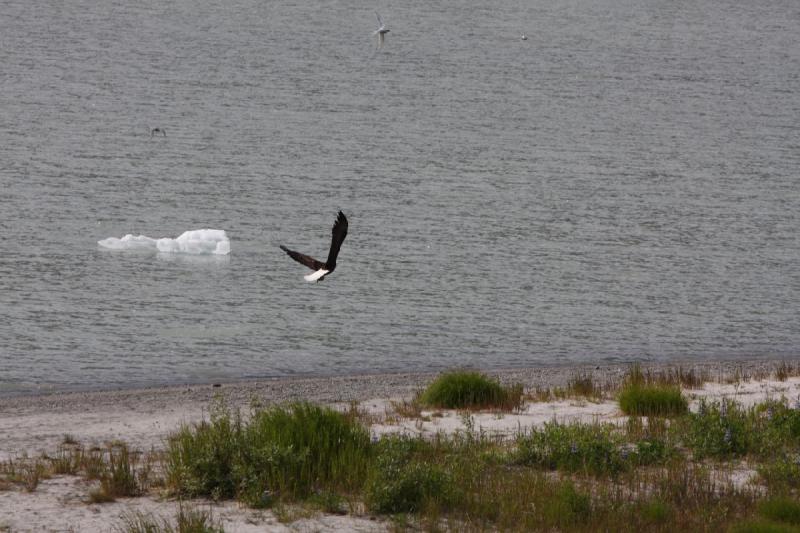 2012-06-20 16:31:46 ** Alaska, Juneau, Kreuzfahrt, Weißkopfseeadler ** Dieser Adler wollte den brütenden Vögeln wohl ein bisschen Essbares abluchsen.