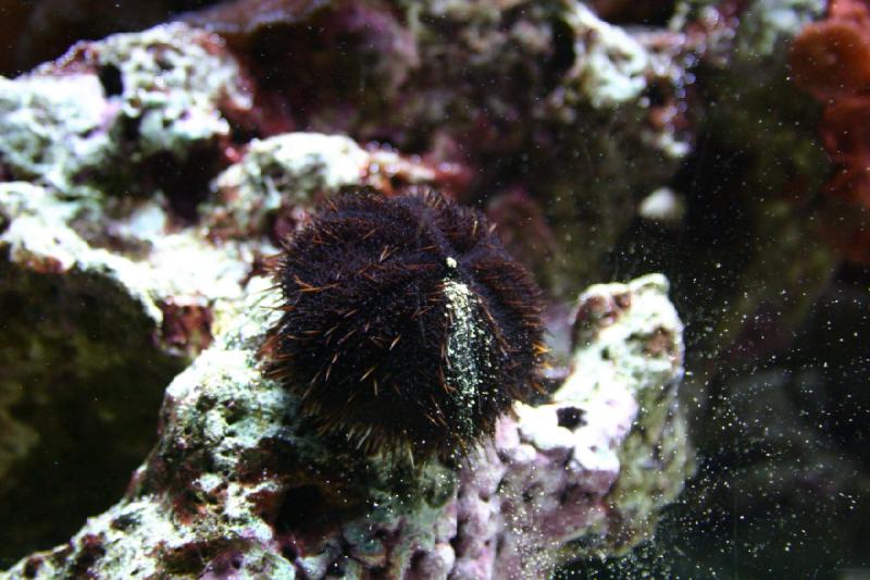 2007-09-01 11:23:30 ** Aquarium, Seattle ** Seeigel.