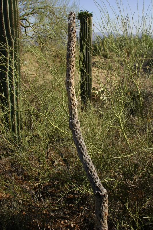 2006-06-17 17:13:24 ** Botanischer Garten, Kaktus, Tucson ** Abgestorbener Kaktus.