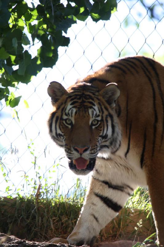 2011-07-16 08:23:18 ** Tiger, Utah, Zoo ** 