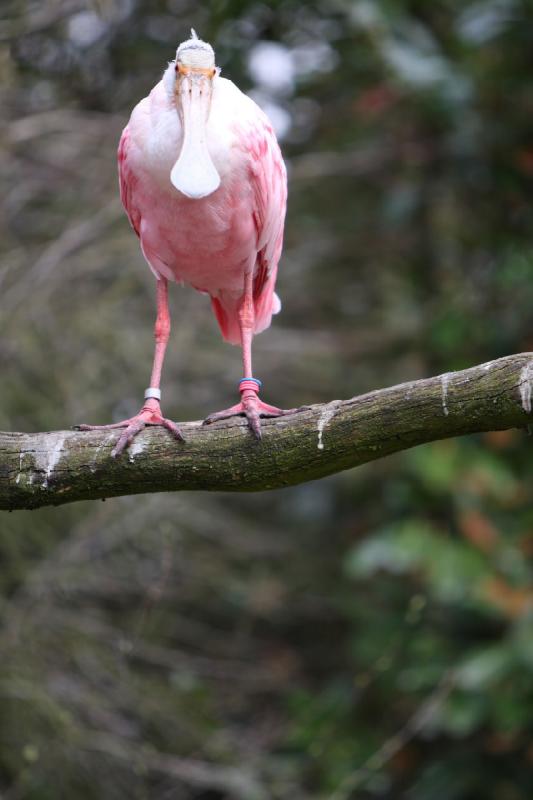 2010-04-13 15:36:45 ** Deutschland, Walsrode, Zoo ** 