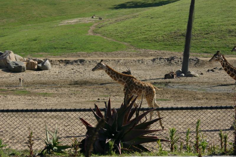 2008-03-21 10:06:54 ** San Diego, San Diego Zoo's Wild Animal Park ** 