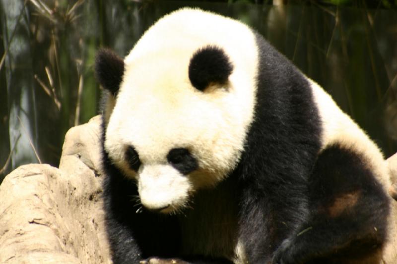 2008-03-20 11:41:44 ** San Diego, Zoo ** Panda.