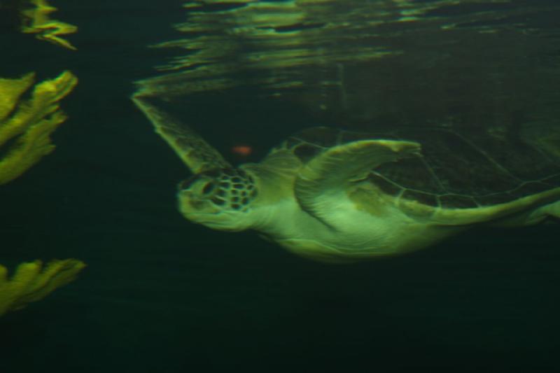 2011-01-22 11:11:39 ** Aquarium, Utah, Zoo ** 