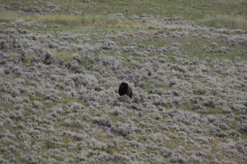 2009-08-05 13:36:38 ** Bison, Yellowstone National Park ** 