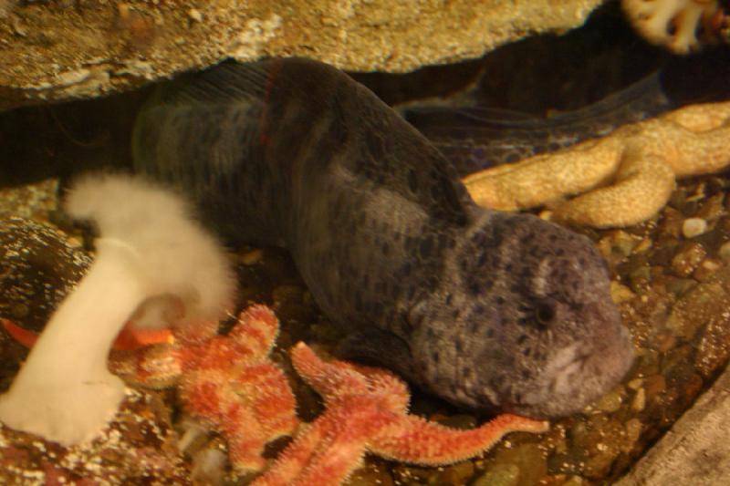 2007-09-01 11:10:58 ** Aquarium, Seattle ** Grimmig aussehender Fisch.