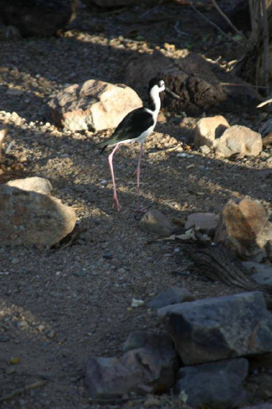 2006-06-17 18:34:12 ** Botanischer Garten, Tucson ** Vogel in der grossen Voliere.