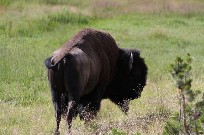 2009-08-05 09:32:33 ** Bison, Yellowstone Nationalpark ** 