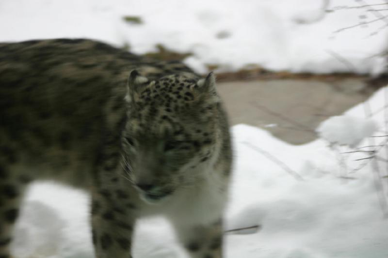 2007-12-09 16:13:06 ** Utah, Zoo ** Schneeleopard.