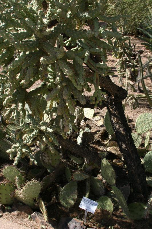 2007-10-27 12:57:20 ** Botanischer Garten, Kaktus, Phoenix ** Am Boden wachsen Feigenkakteen (Opuntia).