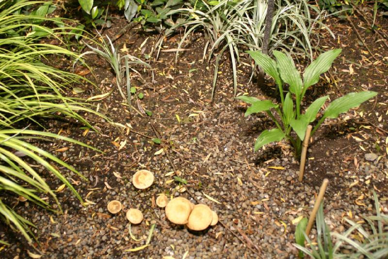 2005-05-05 12:24:38 ** Botanical Garden, Oregon, Portland ** Mushrooms.