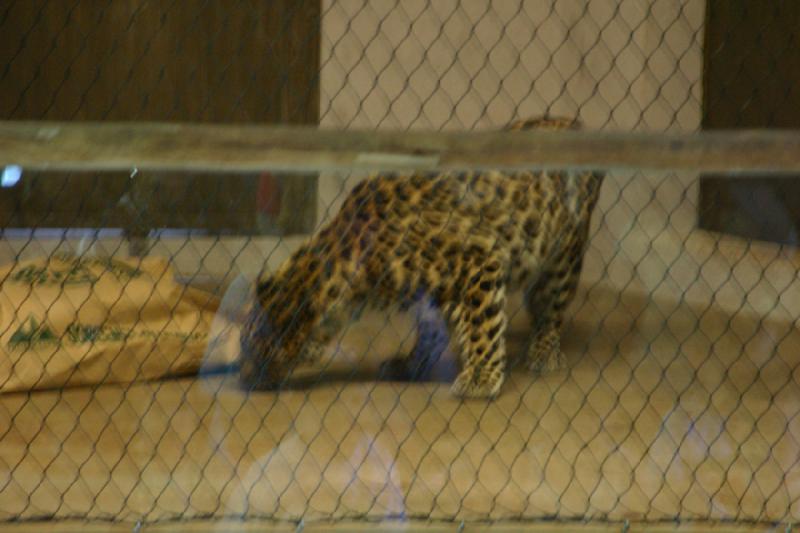 2007-06-18 10:46:54 ** Utah, Zoo ** Leopard.