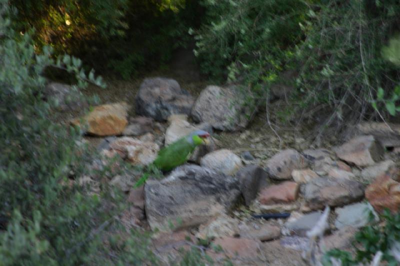 2006-06-17 18:27:10 ** Botanischer Garten, Tucson ** Vogel in der grossen Voliere.