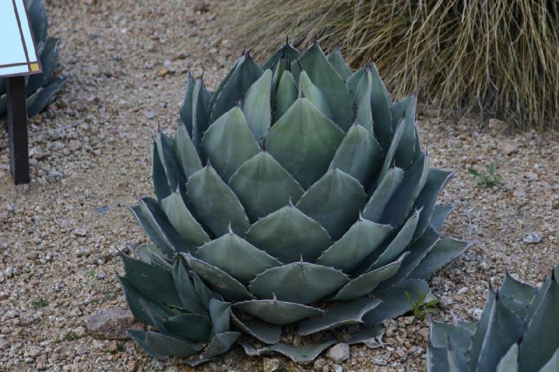 2007-04-15 16:41:36 ** Kaktus, Phoenix ** Agave.