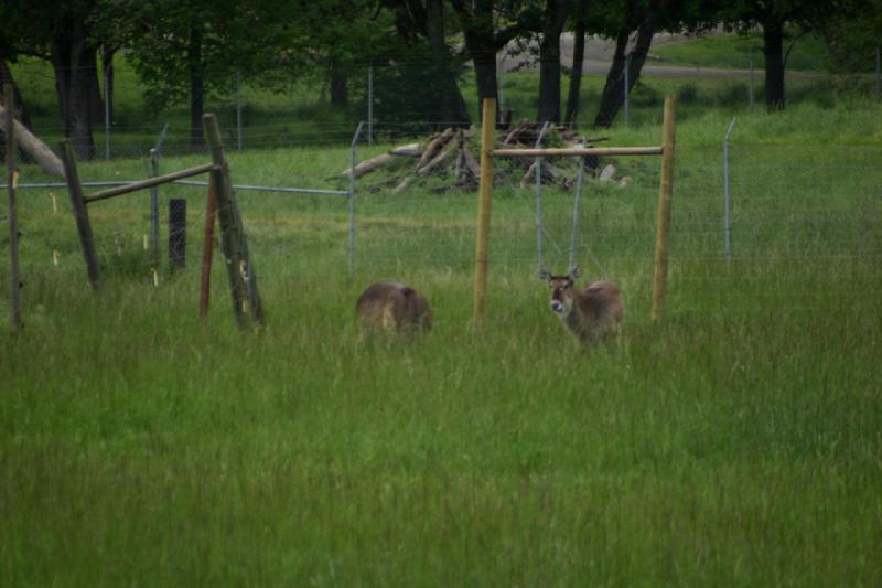 2005-05-07 14:24:58 ** Oregon, Roseburg, Zoo ** Antelopes in the high grass.