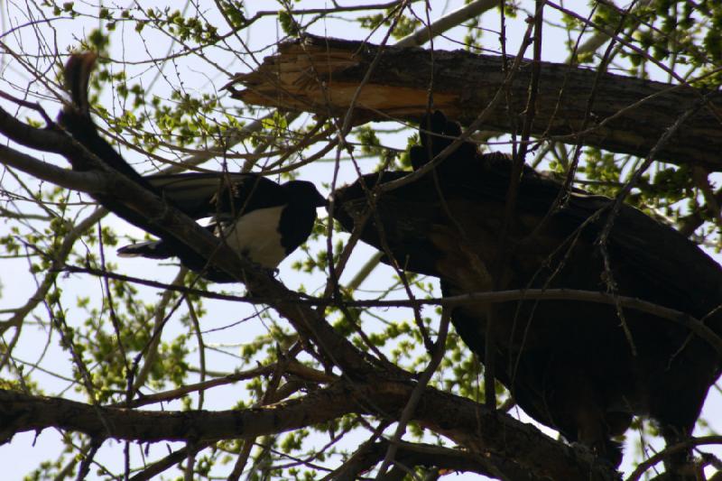 2008-05-04 13:49:54 ** Utah, Zoo ** 