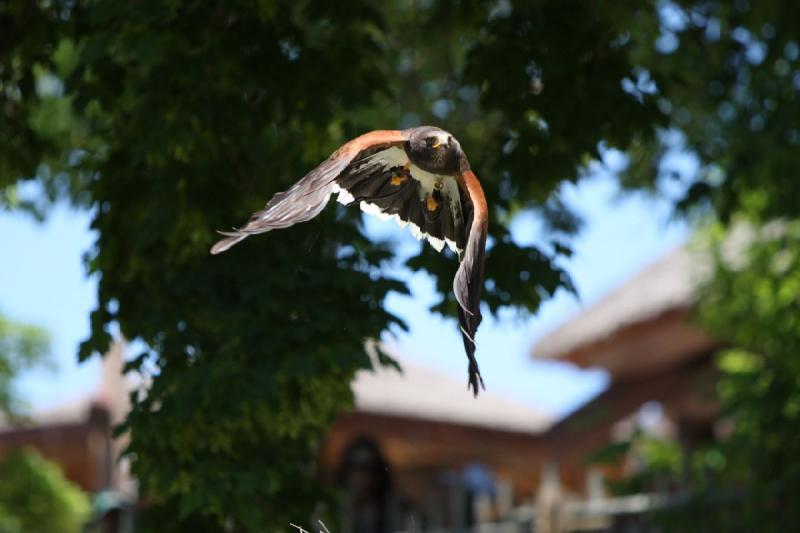 2011-07-15 12:59:16 ** Utah, Zoo ** 