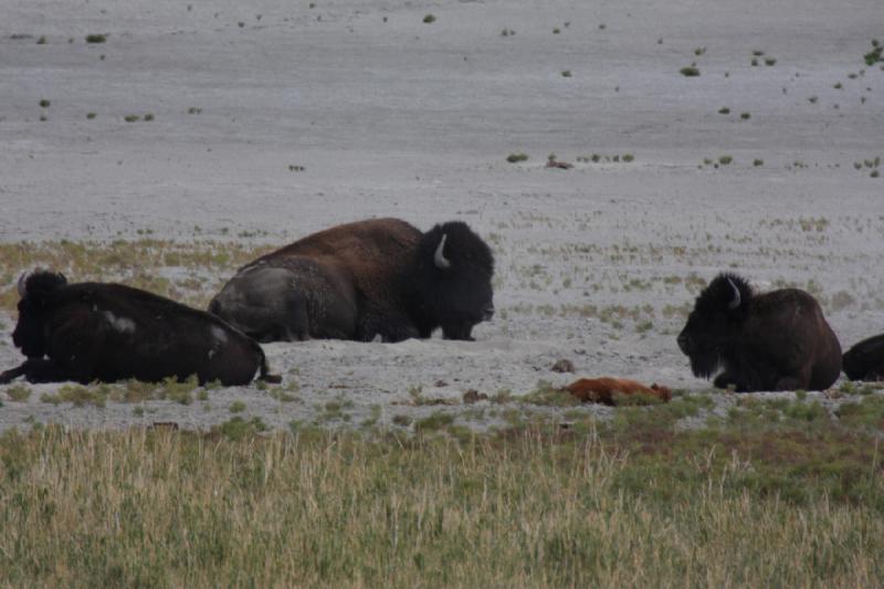 2013-08-24 13:50:57 ** Antelope Island, Bison, Utah ** 