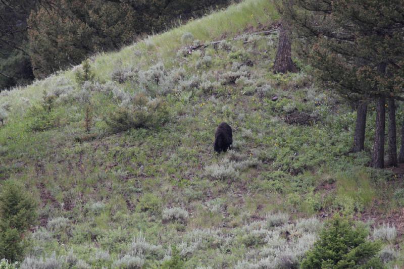 2009-08-05 15:00:39 ** Black Bear, Yellowstone National Park ** 