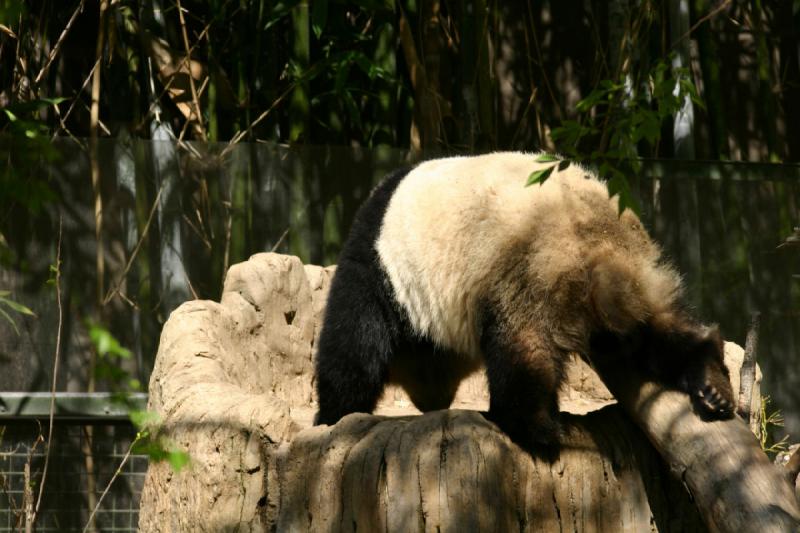 2008-03-20 11:41:06 ** San Diego, Zoo ** Panda.