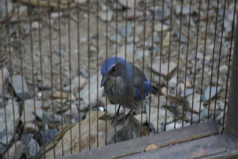 2006-06-17 17:03:36 ** Botanischer Garten, Tucson ** Ein blauer Vogel. Was für einer, weiß ich nicht.