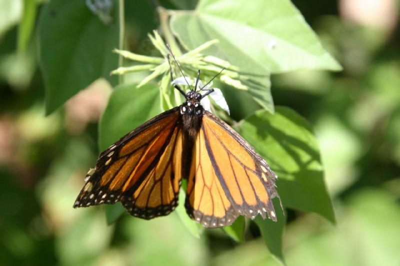 2007-10-27 13:33:02 ** Botanischer Garten, Phoenix ** Monarchfalter.