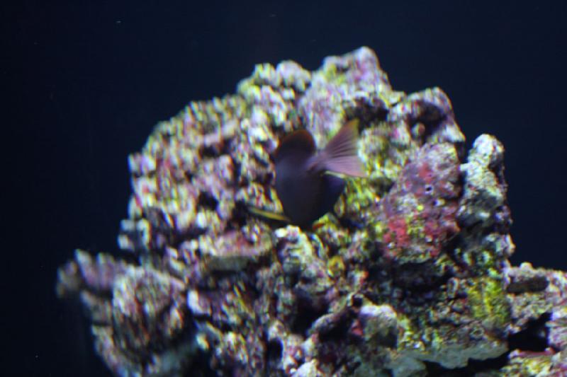 2012-06-16 11:04:22 ** Aquarium, Seattle ** 